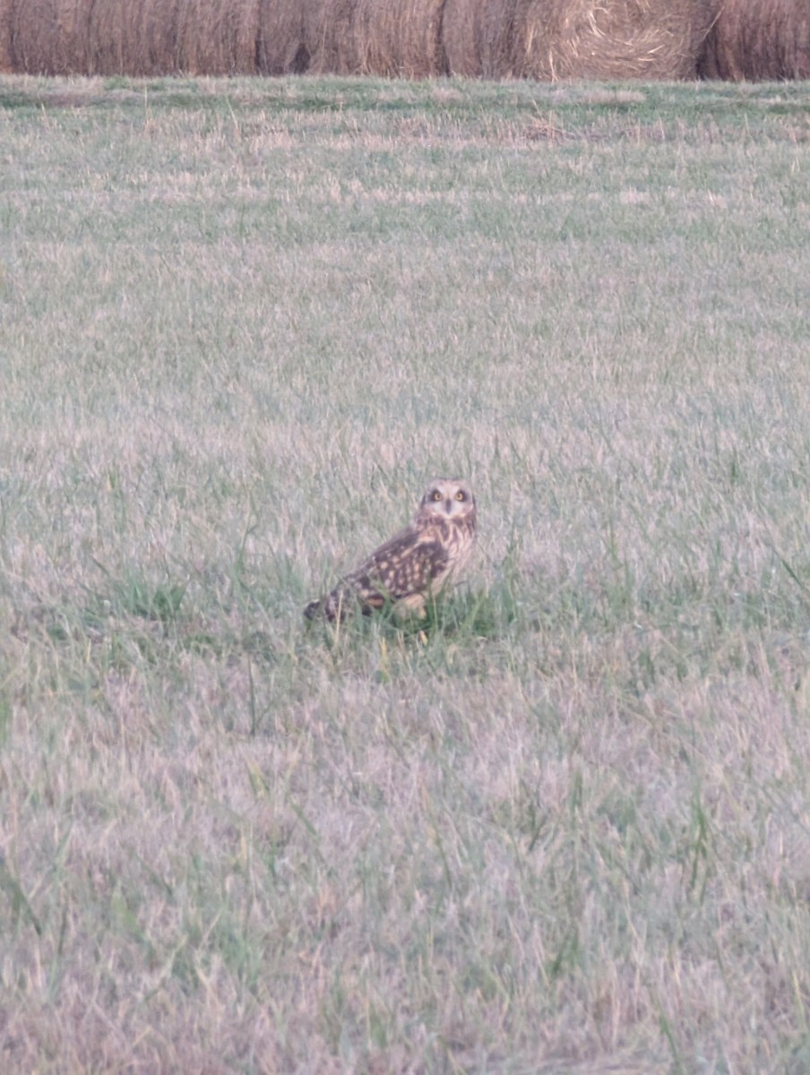 Zingira-hontza - ML647565156