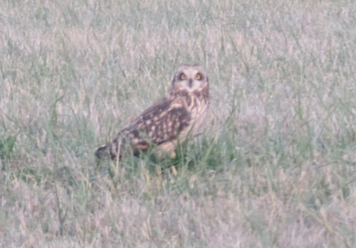 Zingira-hontza - ML647565157