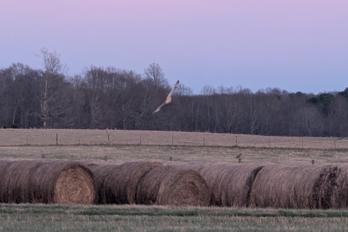 Zingira-hontza - ML647565158