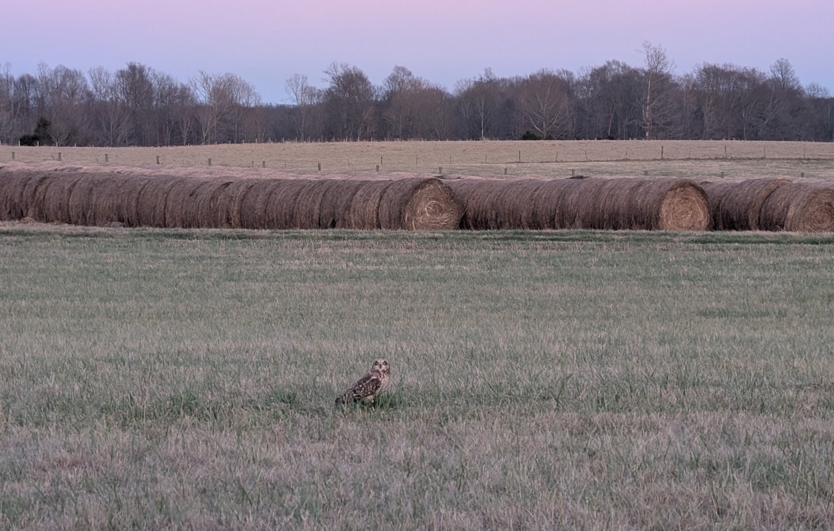 Zingira-hontza - ML647565159