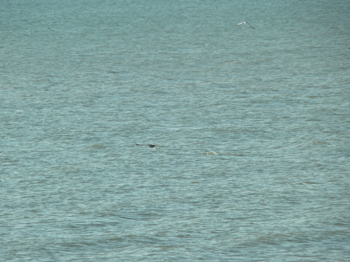 Antxeta mokogorri amerikarra - ML647565160