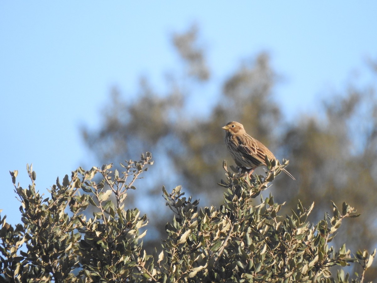 Gari-berdantza - ML647565164