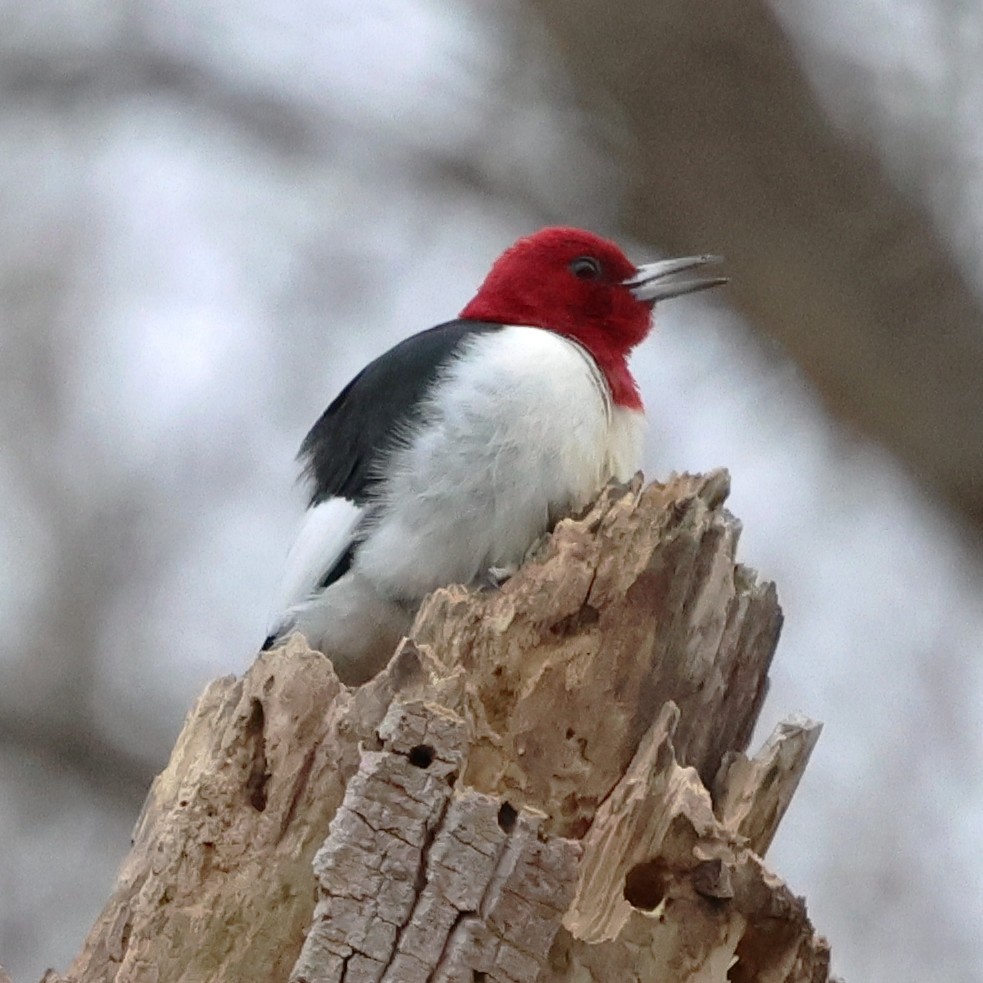 Red-headed Woodpecker - ML647565165