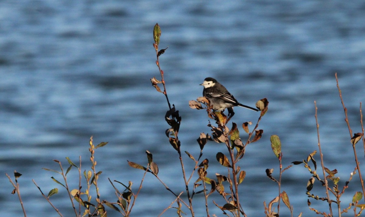 Buztanikara zuria (yarrellii) - ML647565168