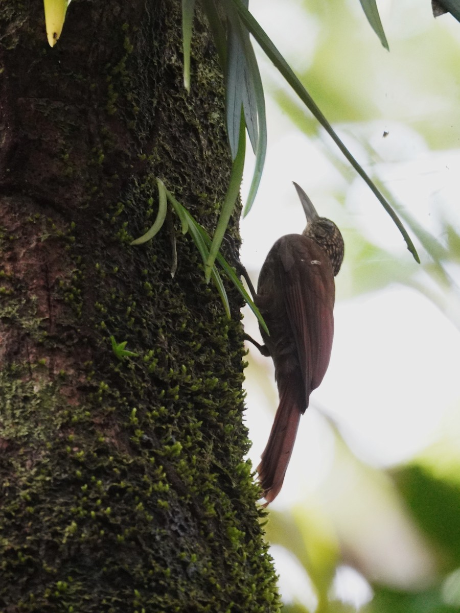 Cocoa Woodcreeper - ML647565169