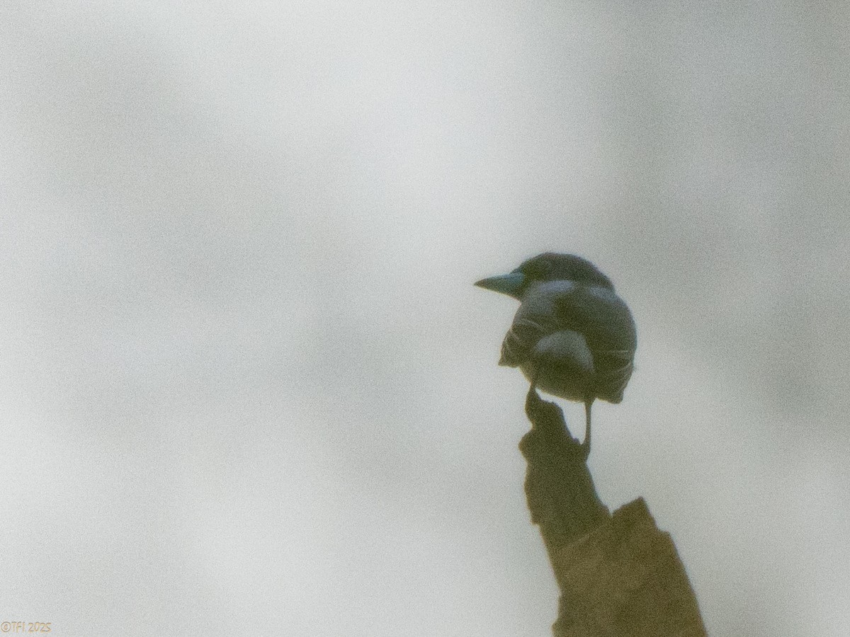 Chabert Vanga - ML647565170