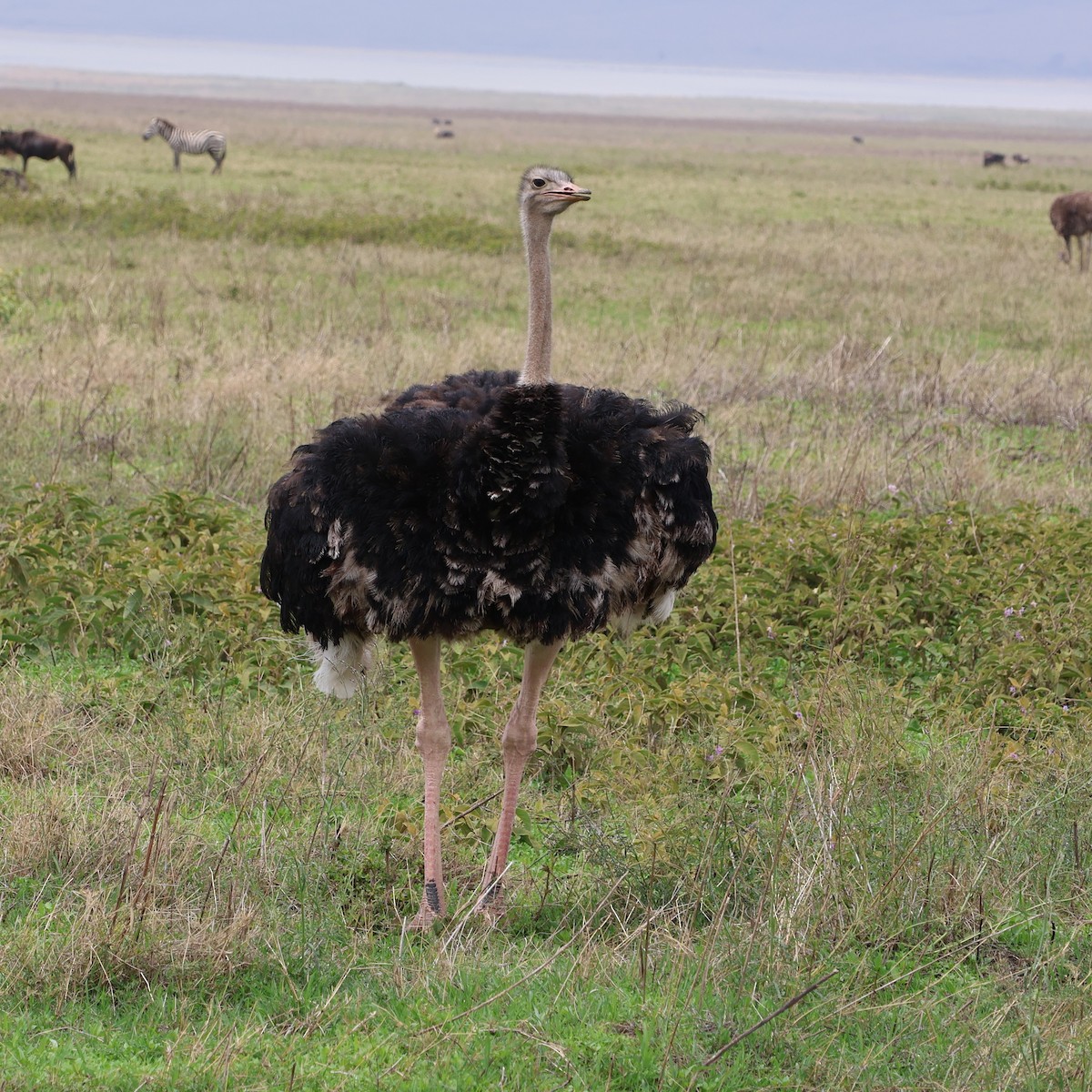 Ostruka arrunta - ML647565171