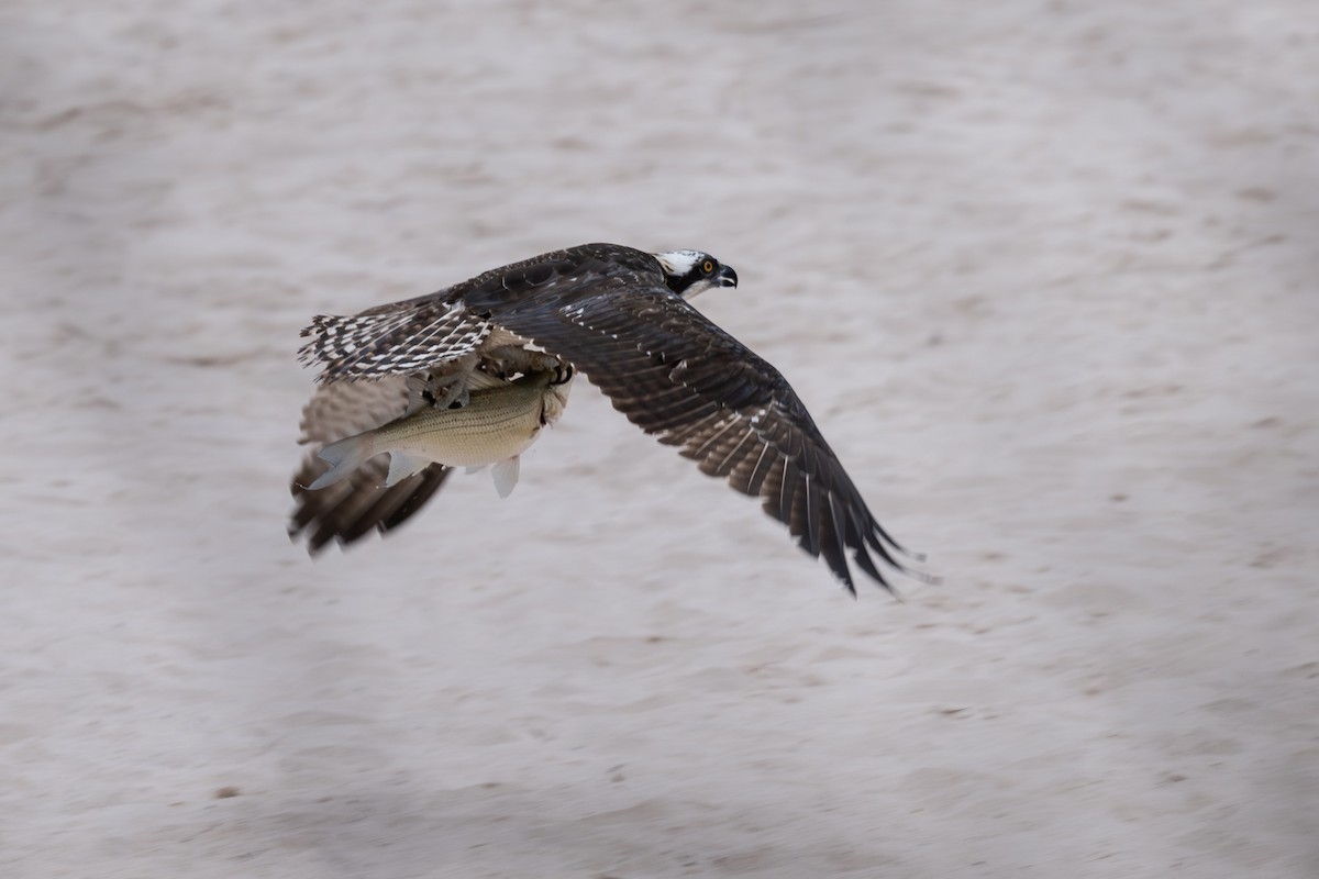 Arrano arrantzalea - ML647565172