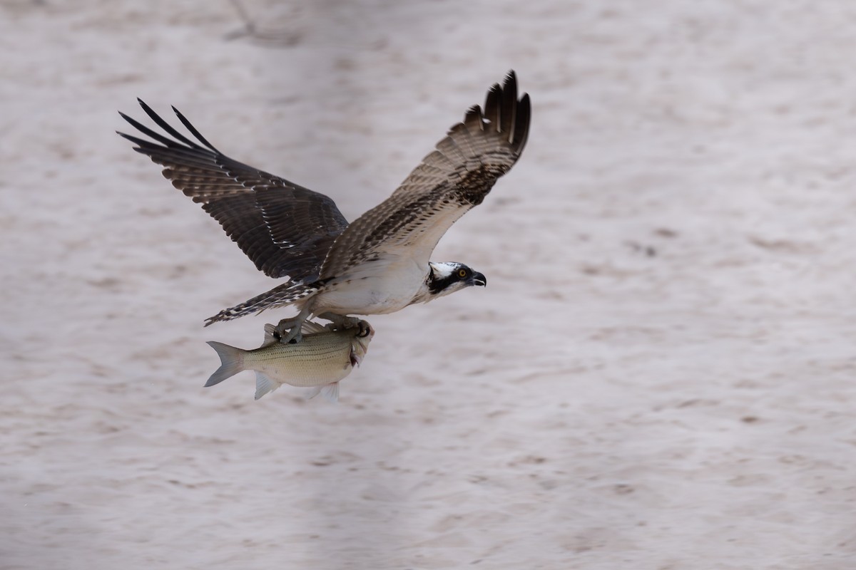 Arrano arrantzalea - ML647565173