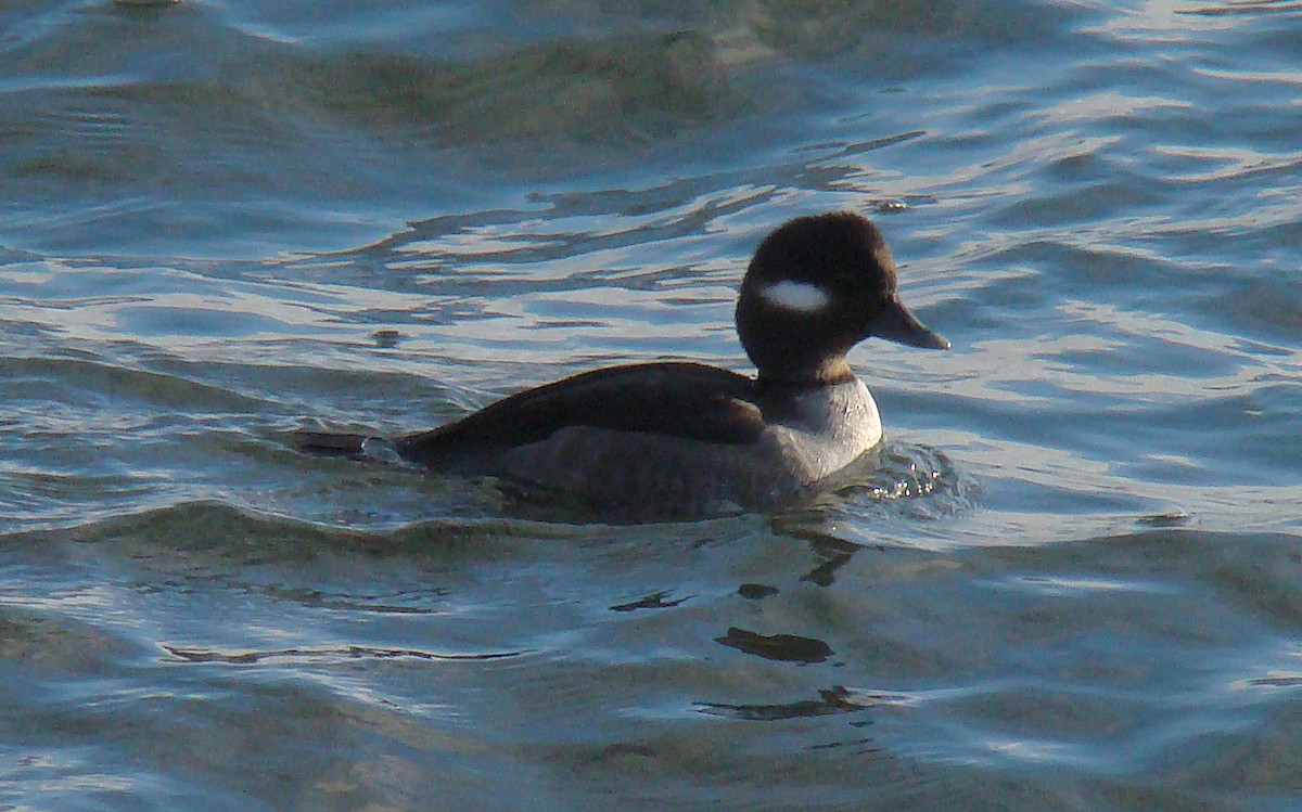 Murgilari buruzuria - ML647565174