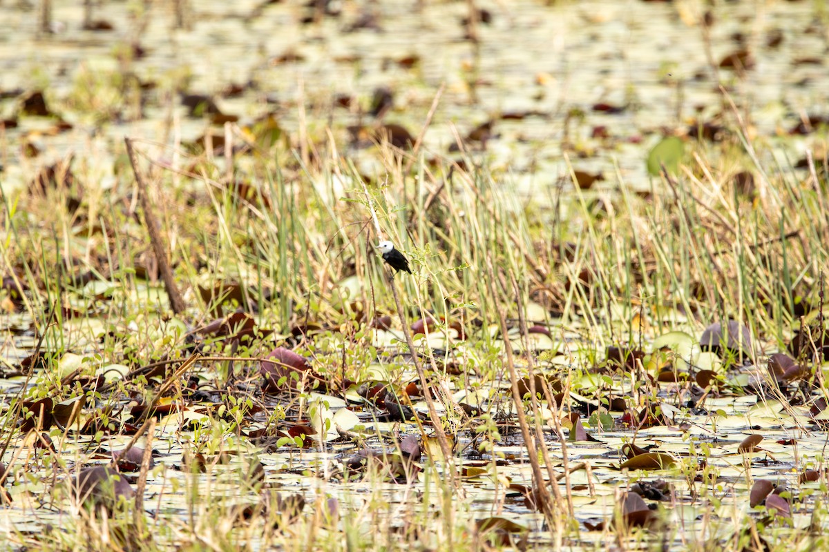 White-headed Marsh Tyrant - ML647565180