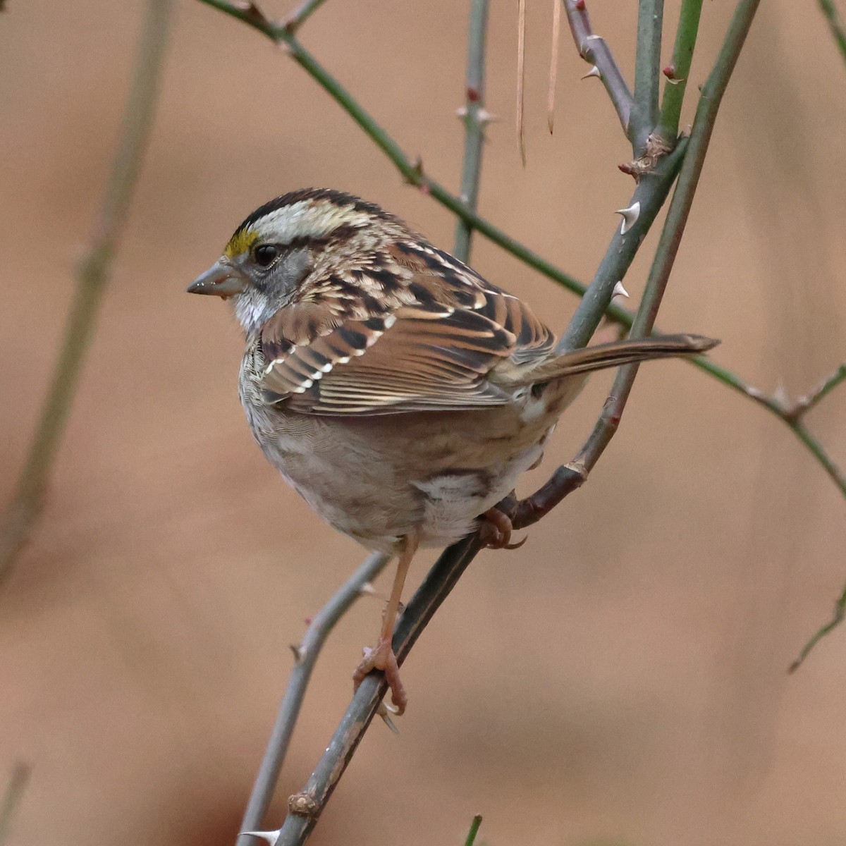 White-throated Sparrow - ML647565182