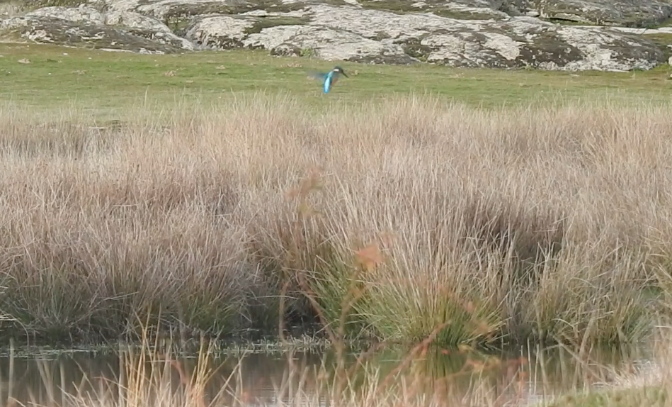 Martin arrantzalea - ML647565183