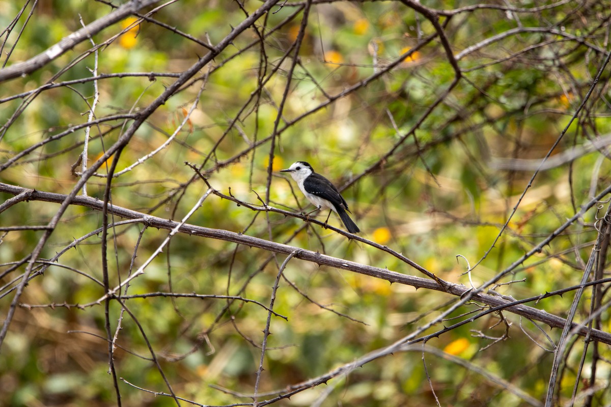 Black-backed Water-Tyrant - ML647565184