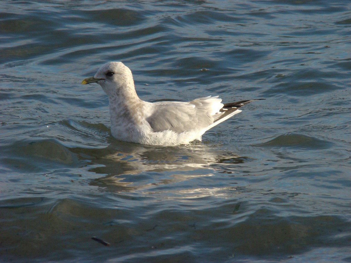 Short-billed Gull - ML647565189