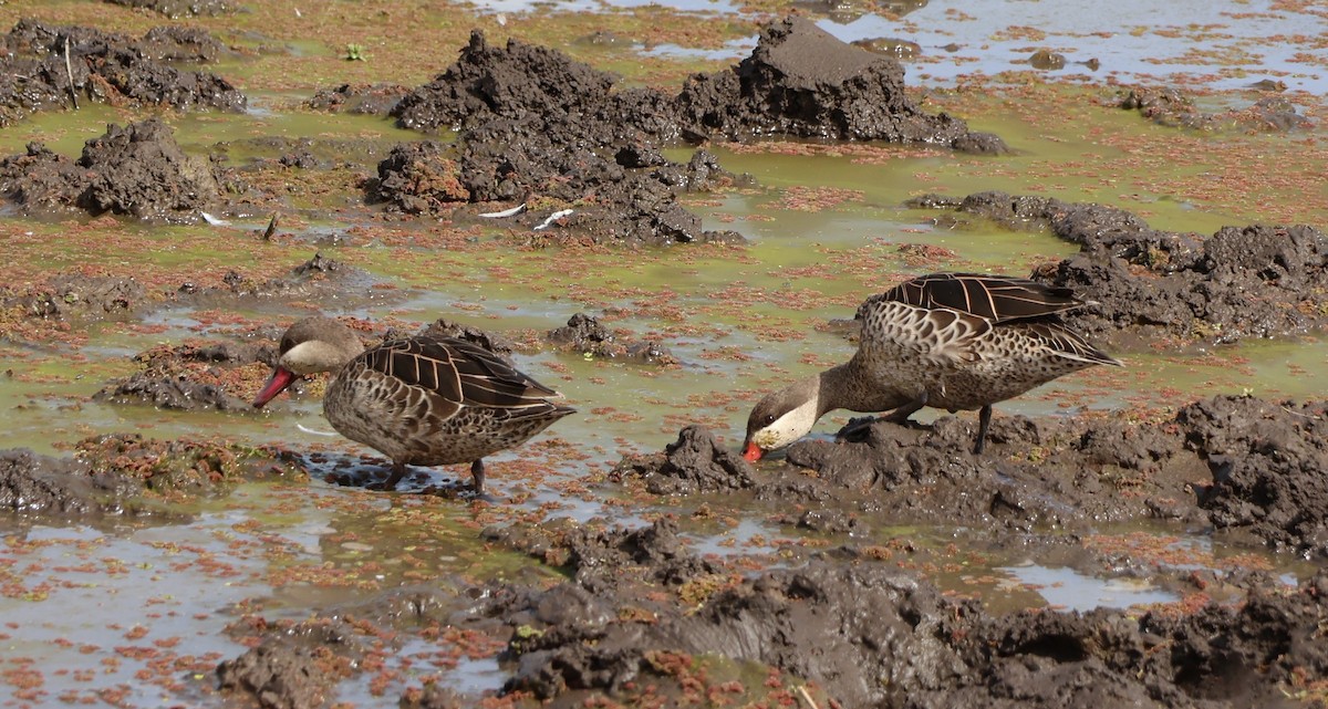 Ahate mokogorria - ML647565191