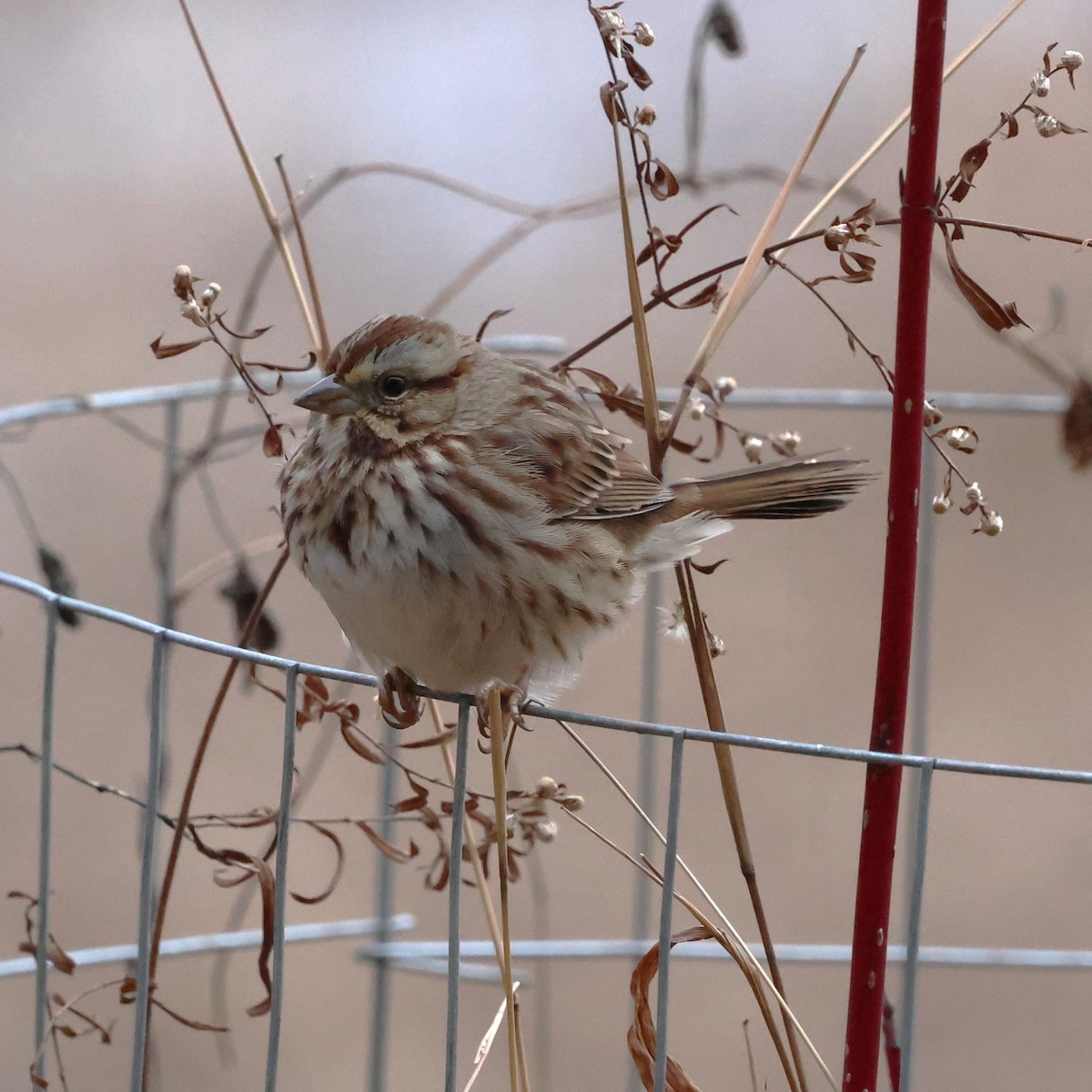 Song Sparrow - ML647565198