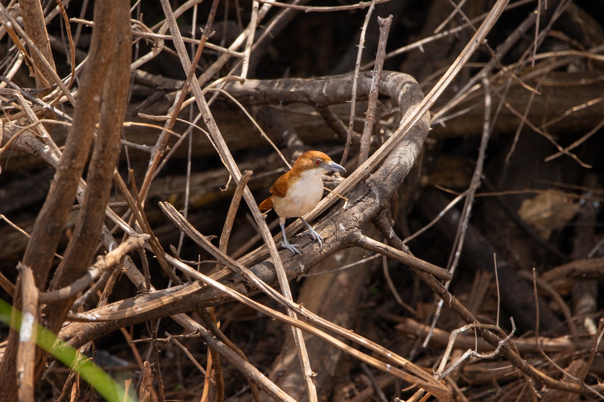 Great Antshrike - ML647565199