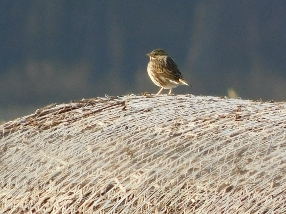 Savannah Sparrow - ML647565202