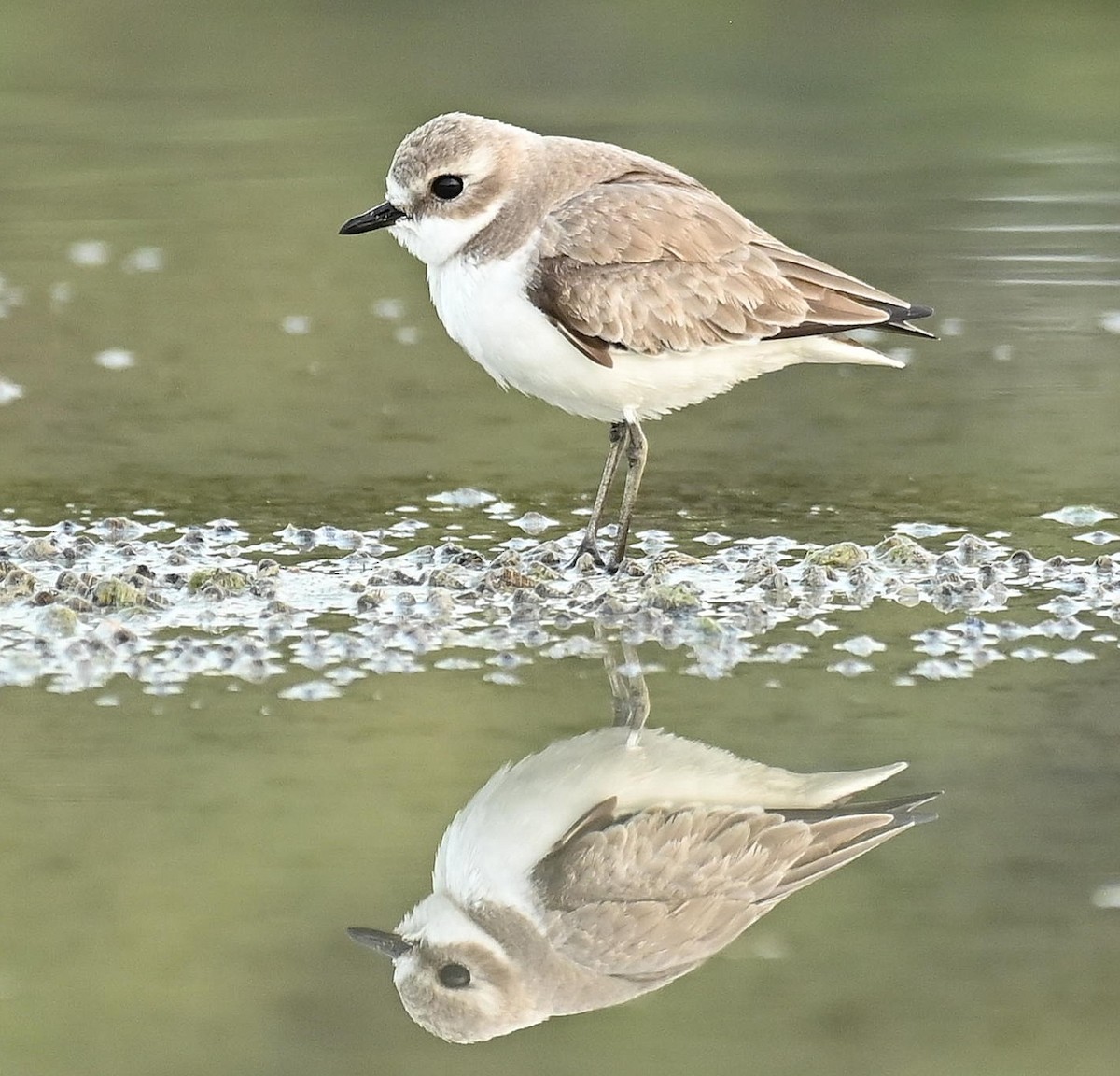 Tibetan Sand-Plover - ML647565203