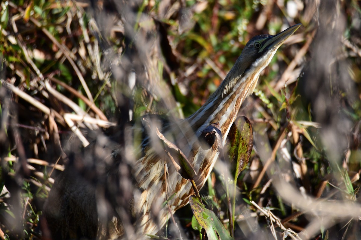 American Bittern - ML647565208