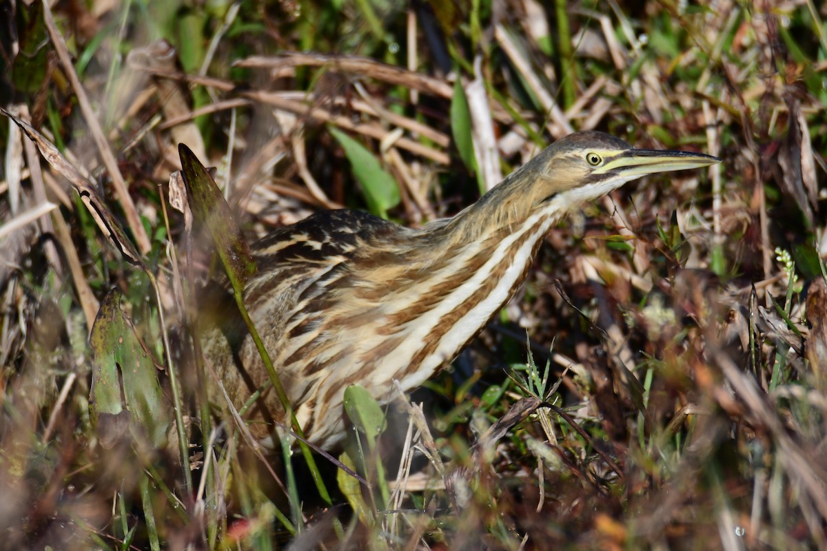 American Bittern - ML647565209