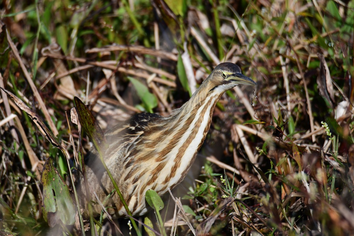 American Bittern - ML647565210