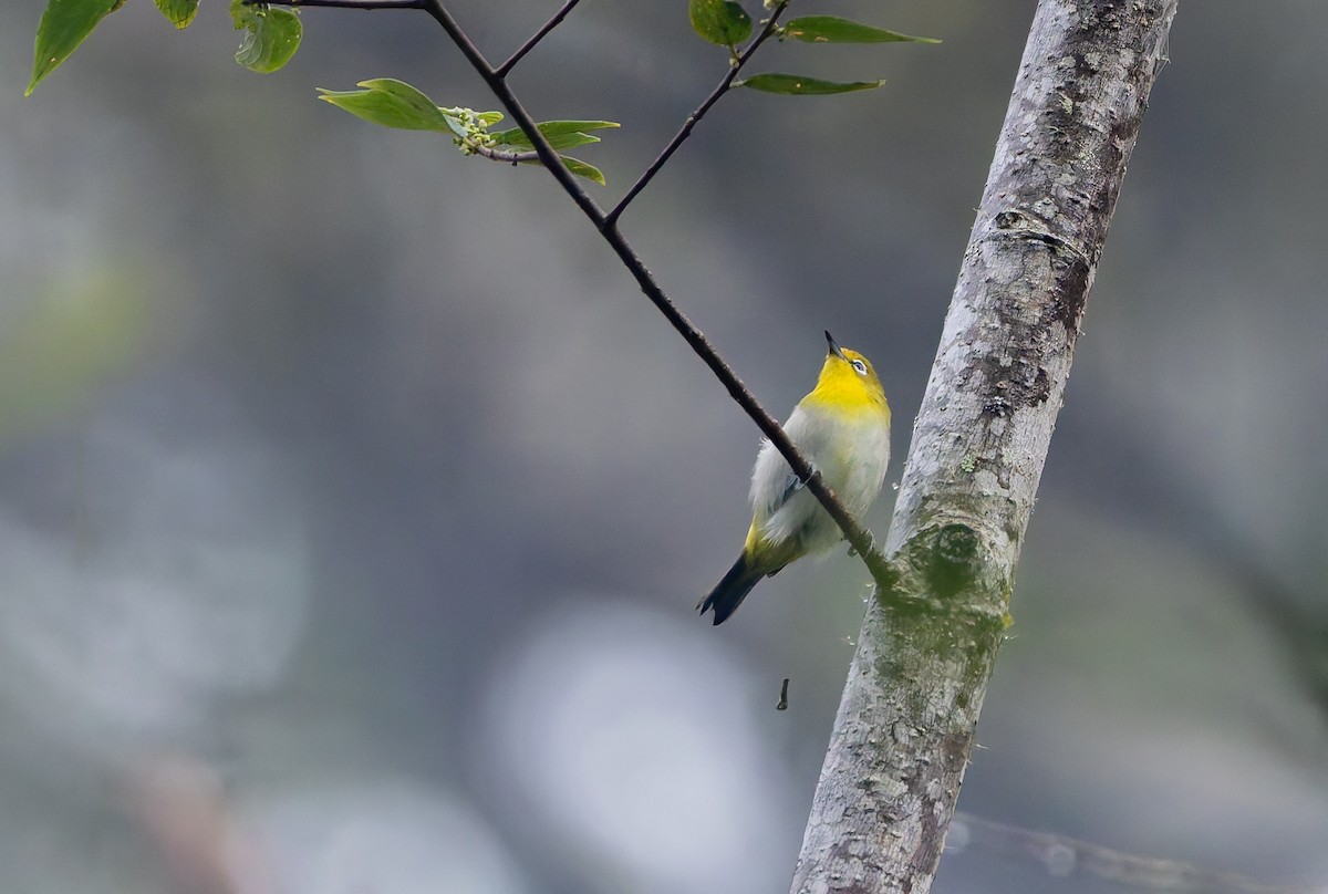 Warbling White-eye - ML647565211