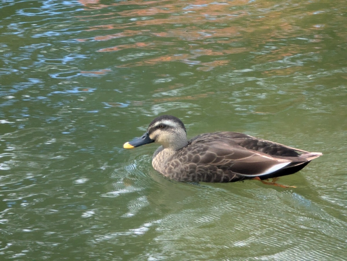 Eastern Spot-billed Duck - ML647565219