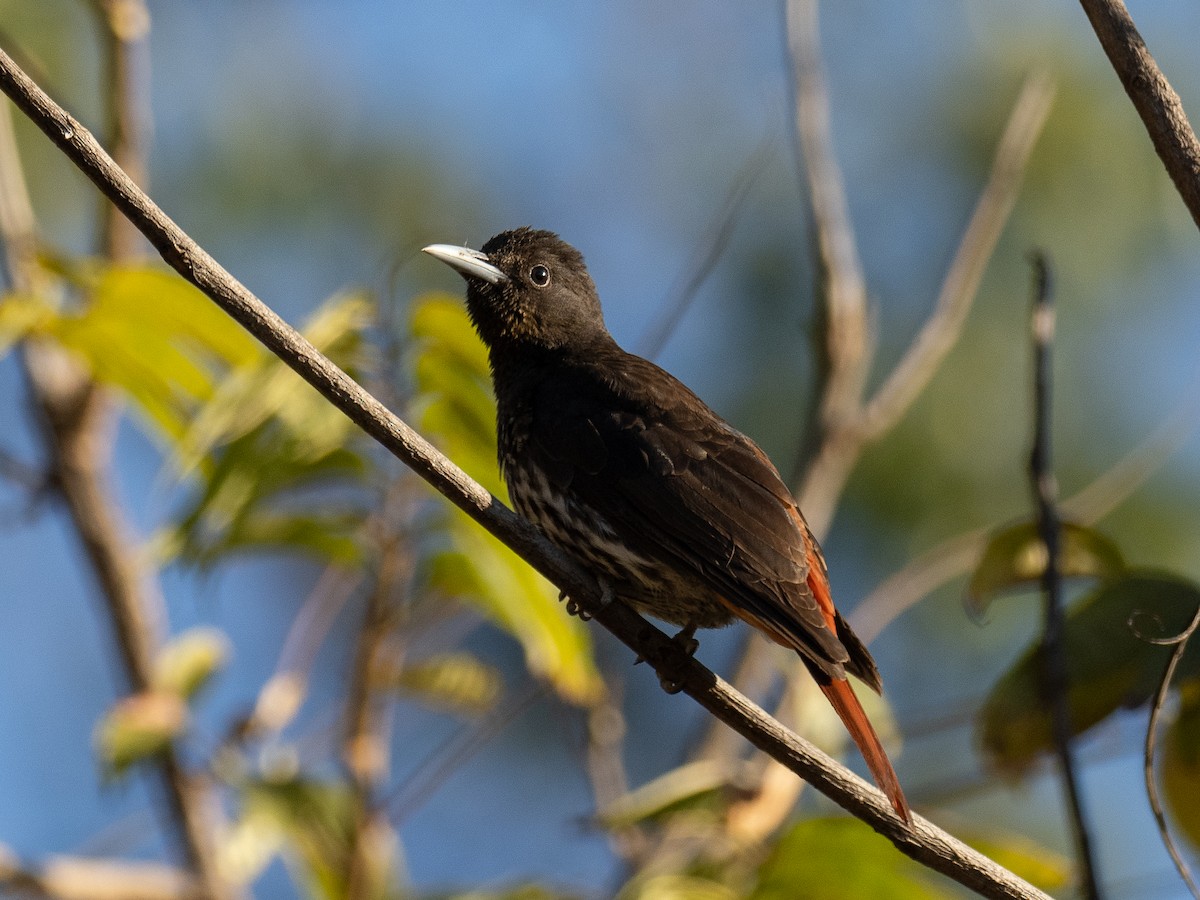 Maroon Oriole - ML647565269