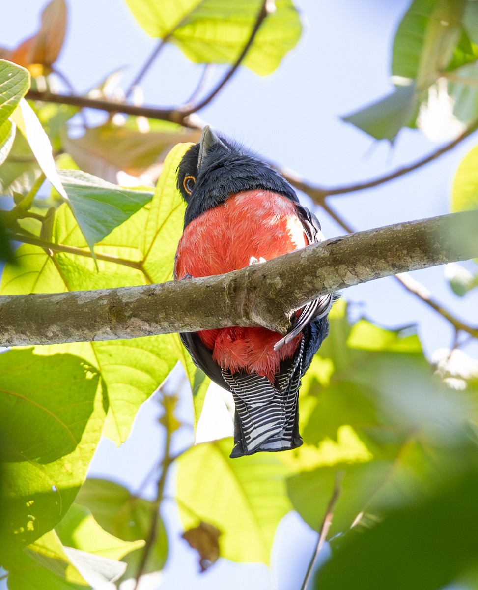 Blue-crowned Trogon - ML647565272