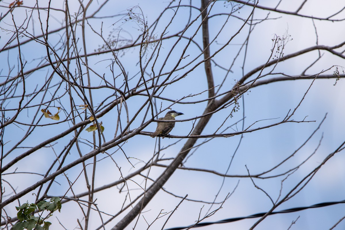 Boat-billed Flycatcher - ML647565291