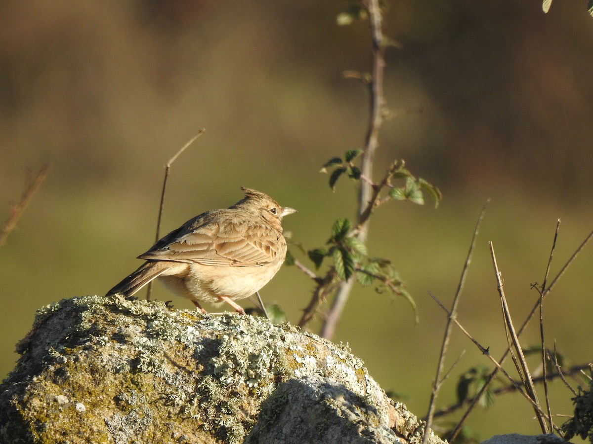 Crested Lark - ML647565301