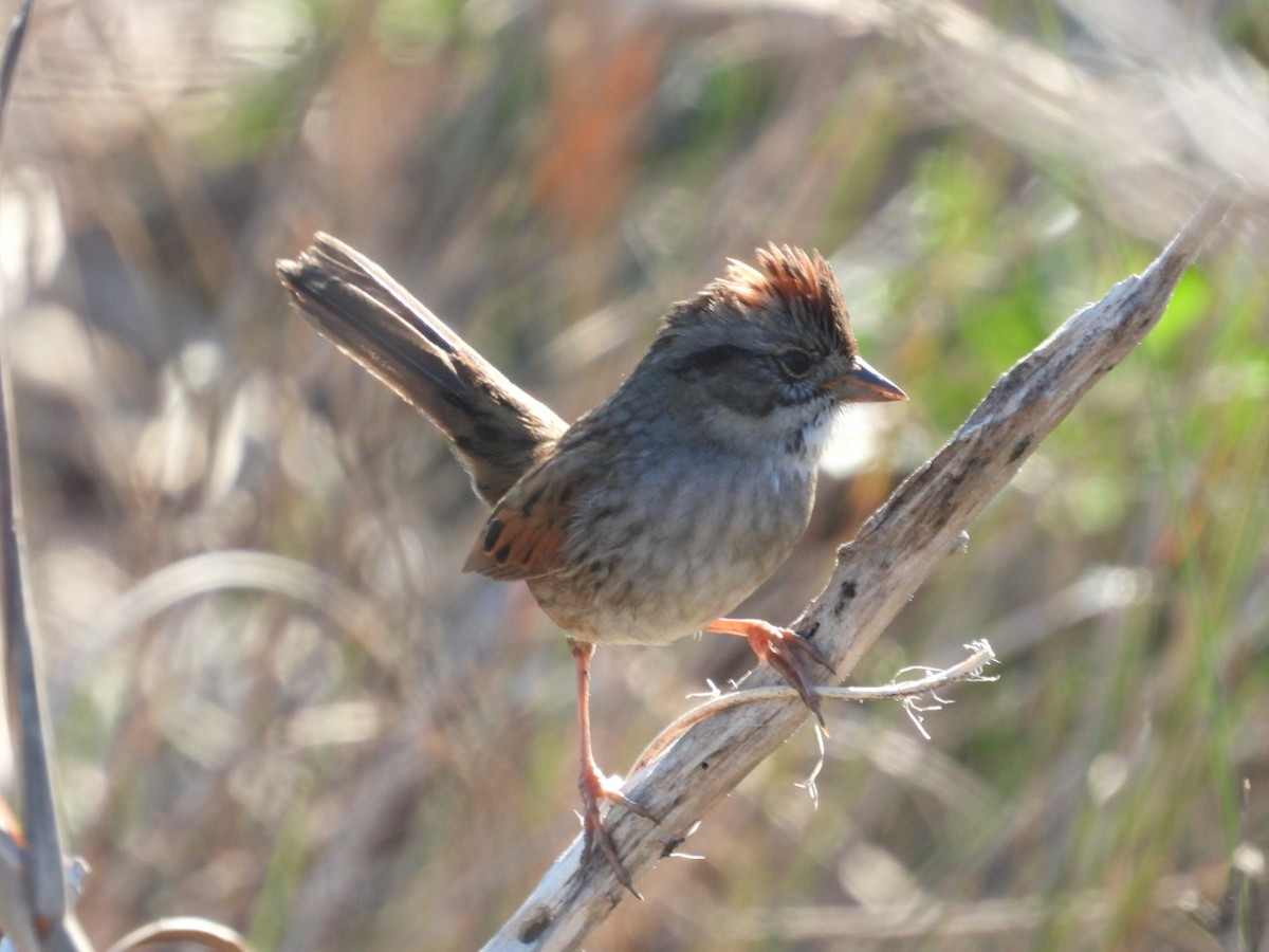 Болотная зонотрихия - ML647565307