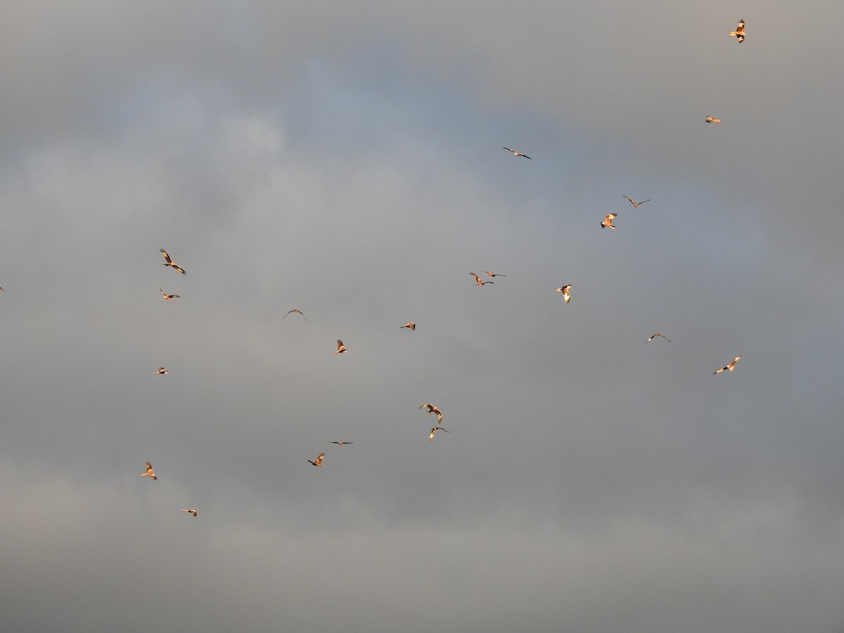 Red Kite - ML647565332