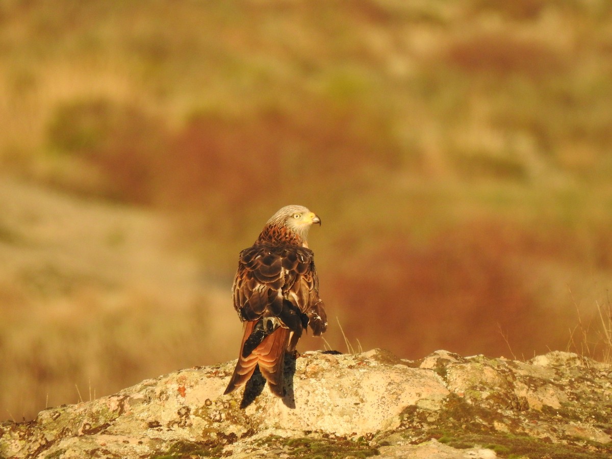 Red Kite - ML647565333