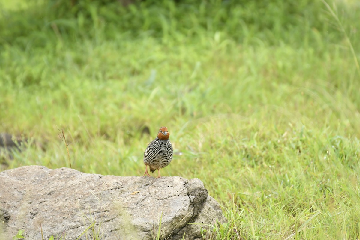 Jungle Bush-Quail - ML647565352