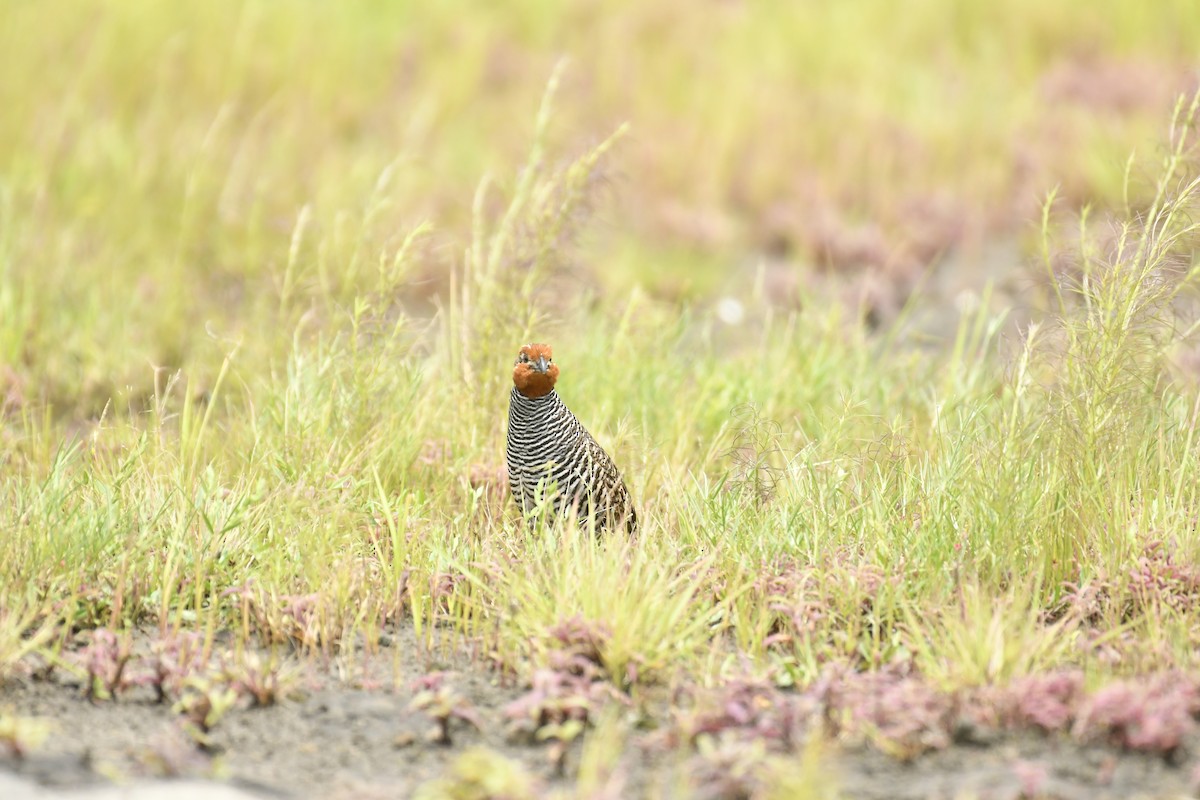 Jungle Bush-Quail - ML647565354