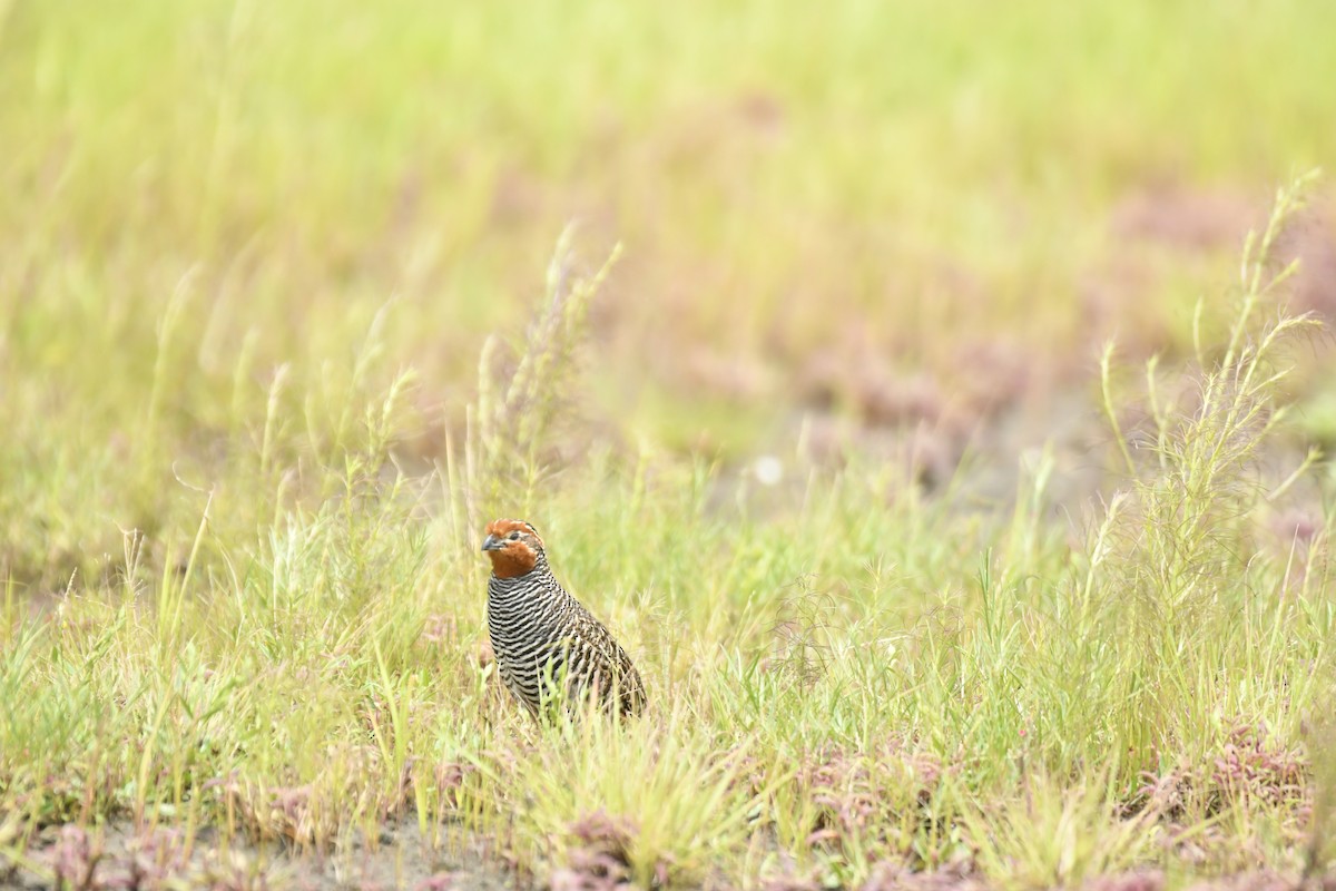 Jungle Bush-Quail - ML647565355