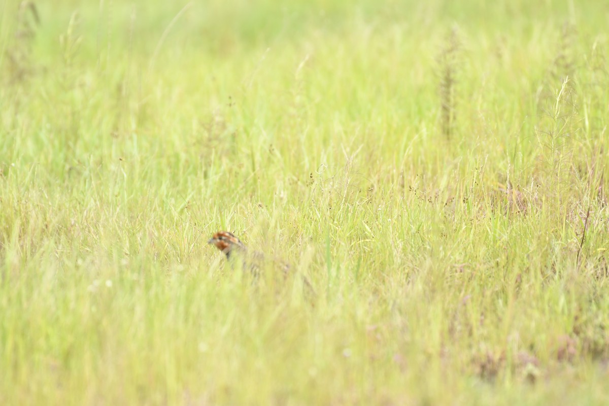 Jungle Bush-Quail - ML647565356