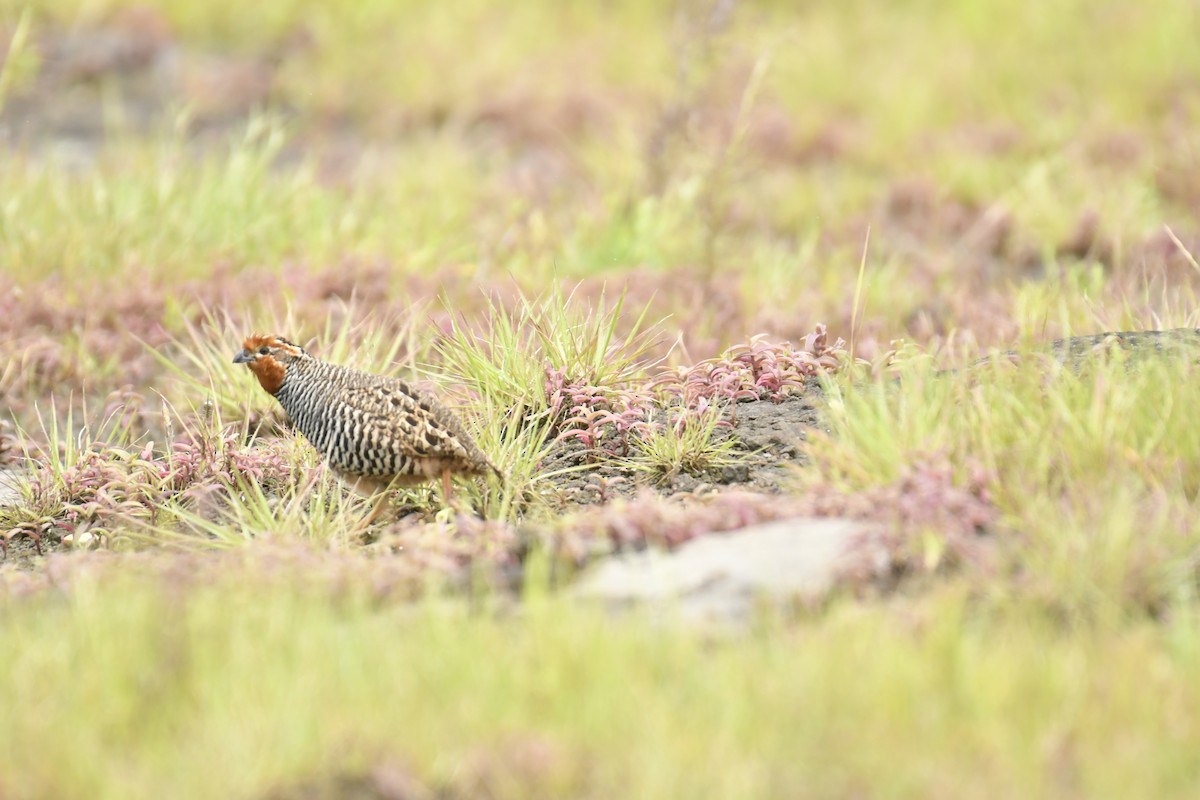 Jungle Bush-Quail - ML647565357