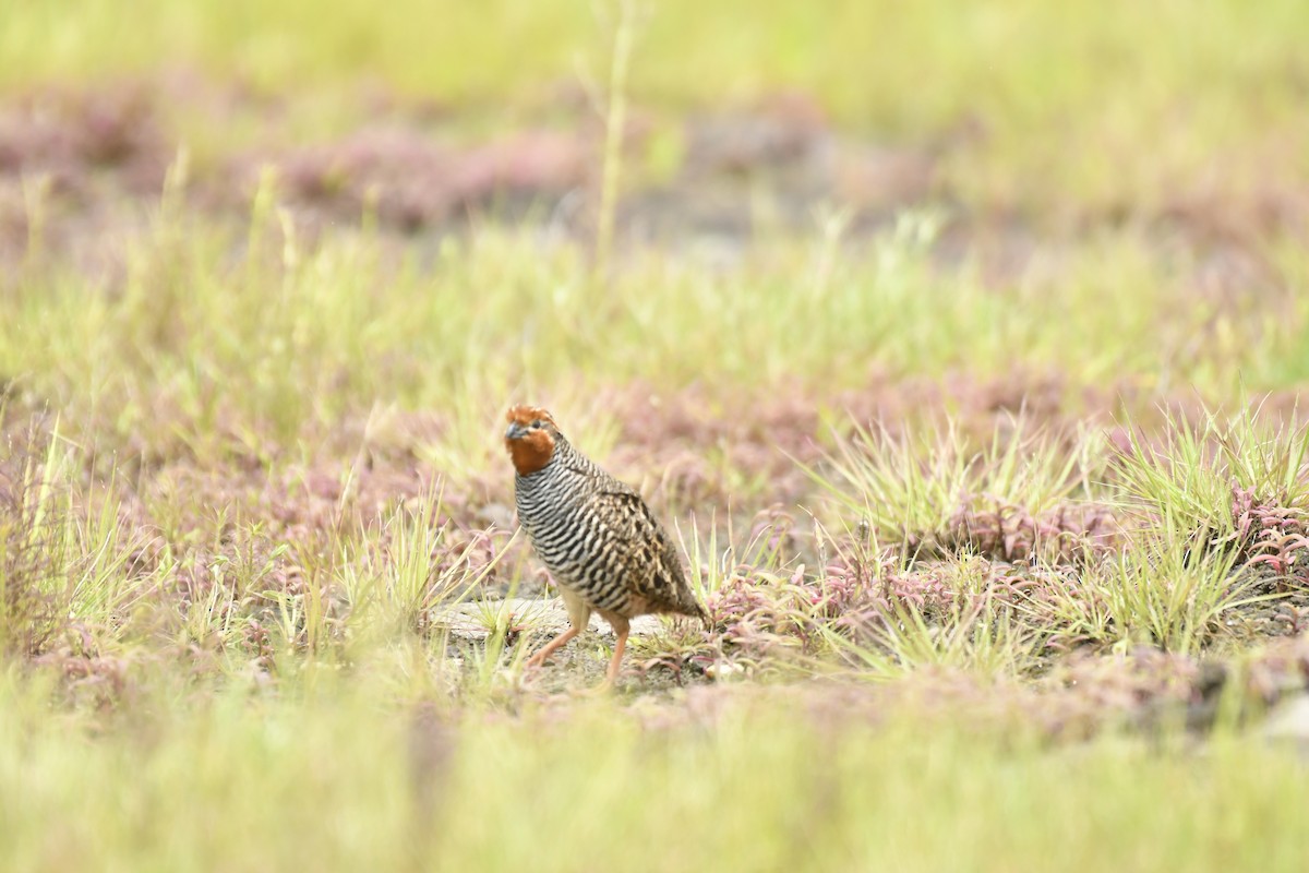 Jungle Bush-Quail - ML647565358