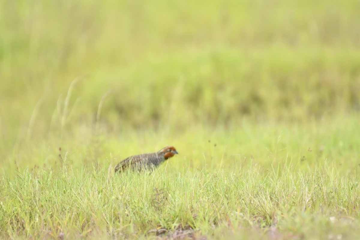 Jungle Bush-Quail - ML647565359