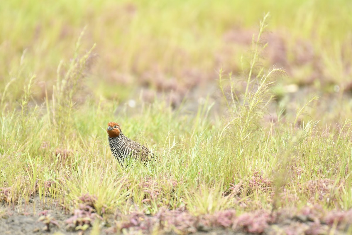 Jungle Bush-Quail - ML647565360