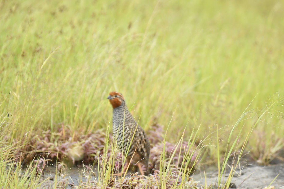 Jungle Bush-Quail - ML647565361