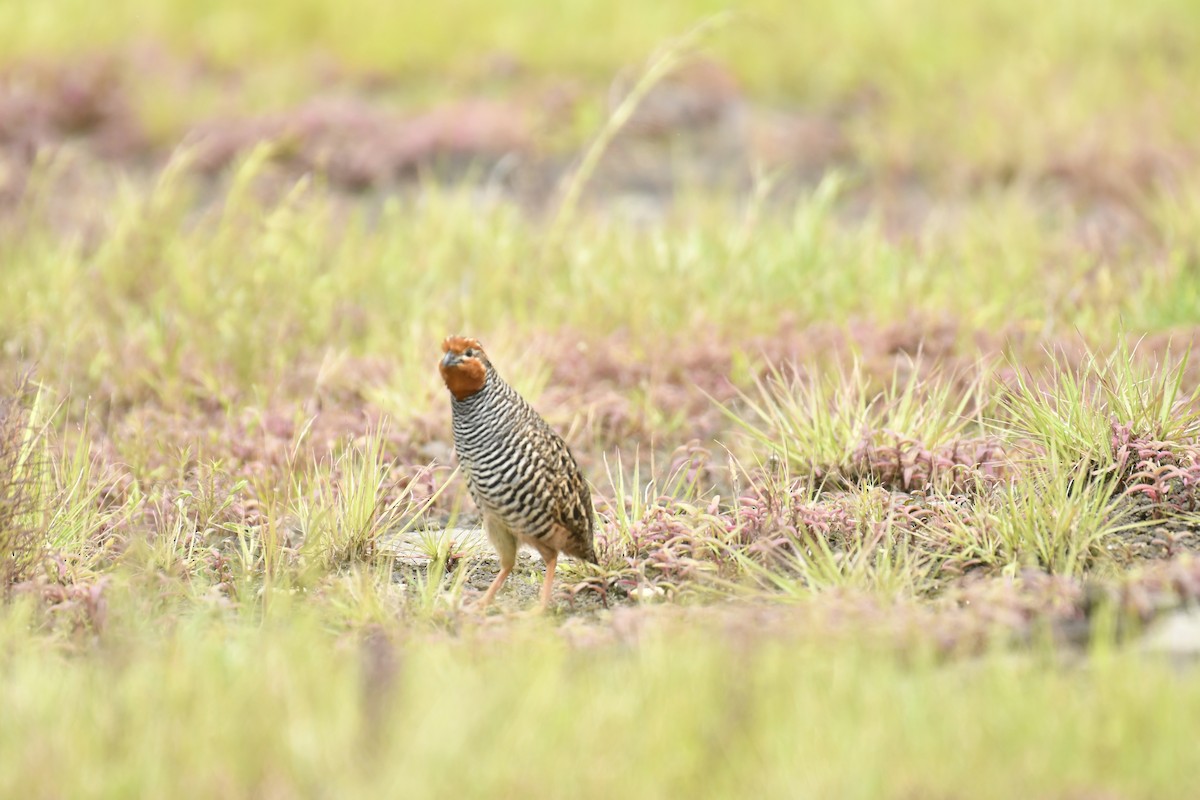 Jungle Bush-Quail - ML647565362