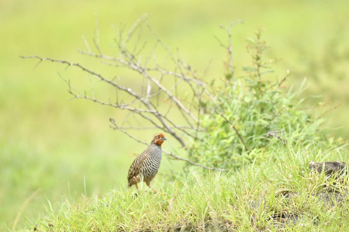 Jungle Bush-Quail - ML647565363