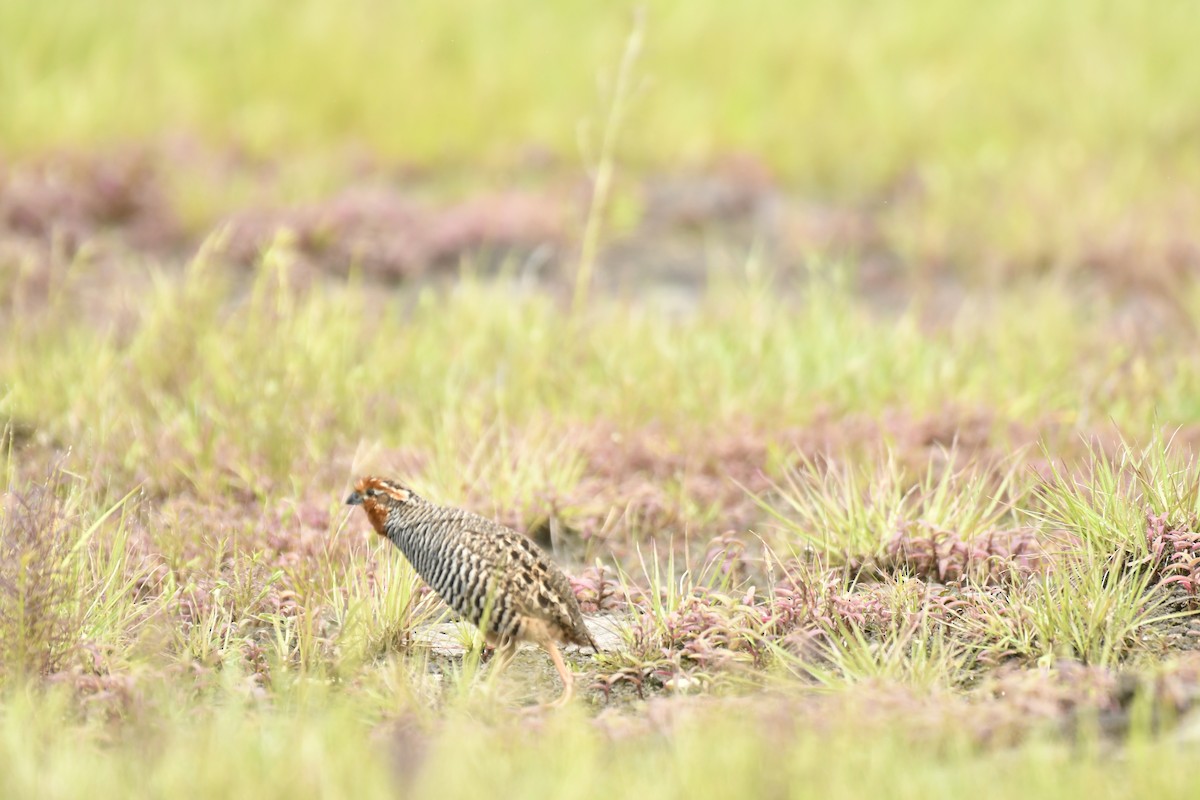 Jungle Bush-Quail - ML647565364