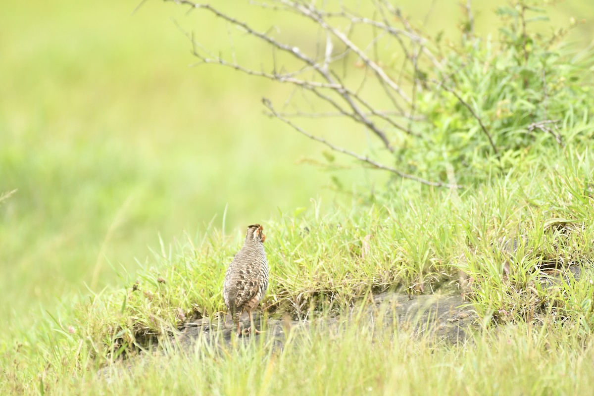 Jungle Bush-Quail - ML647565365