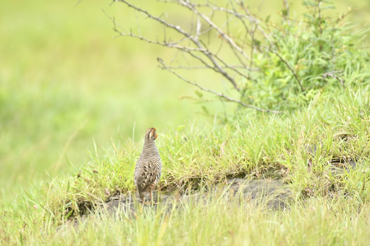 Jungle Bush-Quail - ML647565366